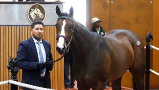 'When they look like her, that's what they cost' - Bolt D'Oro filly blossoms into $1.25 million sale-topper