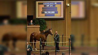 Sheikh Mohammed Keeneland spending spree continues with $4.1 million stunner