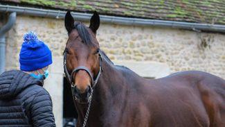 Darley's Poule d’Essai des Poulains winner Victor Ludorum welcomes first foal