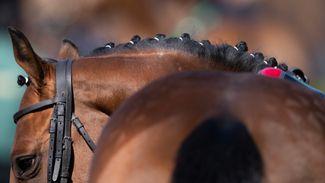 Unidentified illness blamed for death of ten horses in Victoria