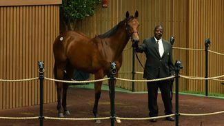 High drama as Mandy Pope outbids all-comers at $8.2m for American Pharoah filly