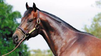 Sires championship surely beckons for red-hot I Am Invincible