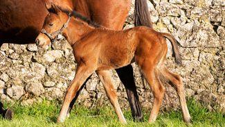 'He's a good foal' - St Mark's Basilica the latest sire to welcome first progeny