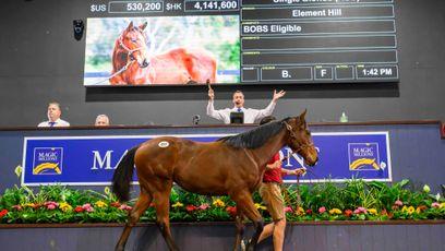 Hill ‘n’ Dale jump into weanling market with A$800,000 I Am Invincible filly