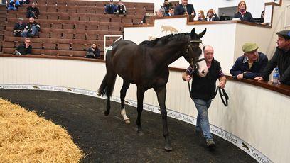 ‘Lovely’ Lady joins powerful Bowe team after topping Tattersalls Ireland at €45,000