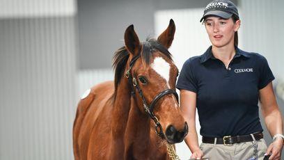 'They’re a different breed' - Frankel progeny on top as A$500,000 colt tops Magic Millions National Weanling Sale