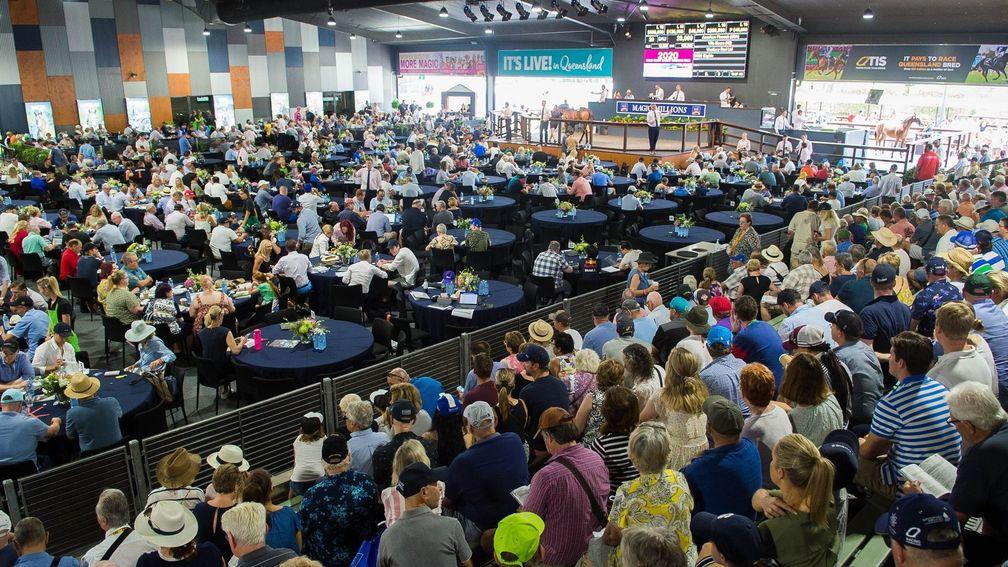 A yearling is sold in front of a packed Magic Millions sales complex