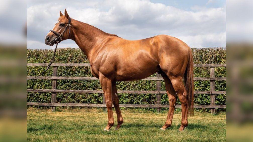 Ulysses: due to cover some notable Cheveley Park Stud mares