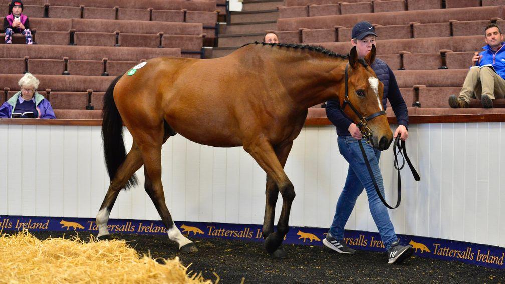 The Workforce gelding who became his sire's most expensive store horse