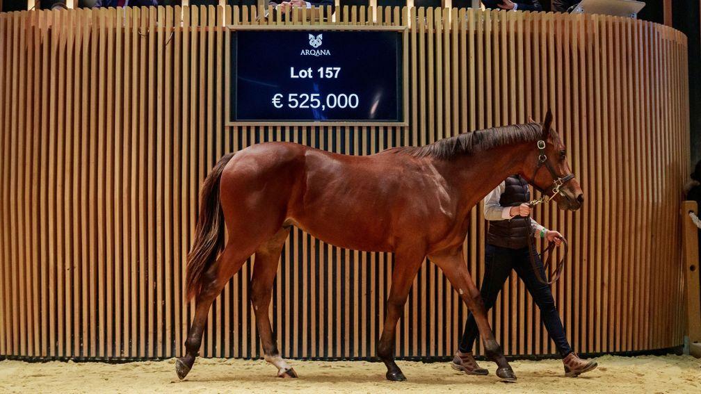 Lot 157: Ecurie Monceaux's Siyouni colt out of Prudente, is knocked down to Al Shaqab Racing for €525,000 on the opening day of Arqana's October Yearling Sale.
