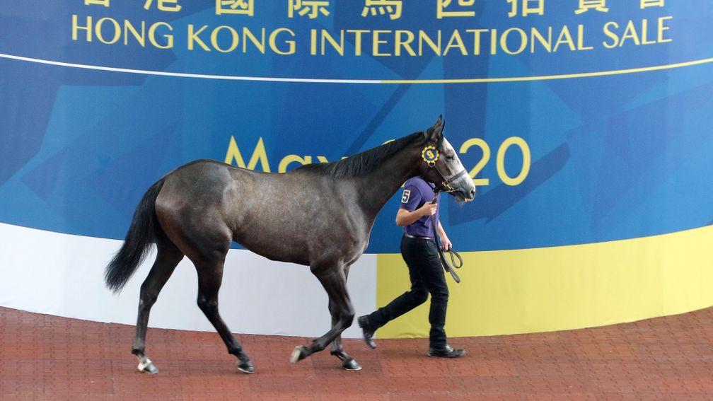 The Exceed And Excel gelding out of Callistan sells for HK$4 million