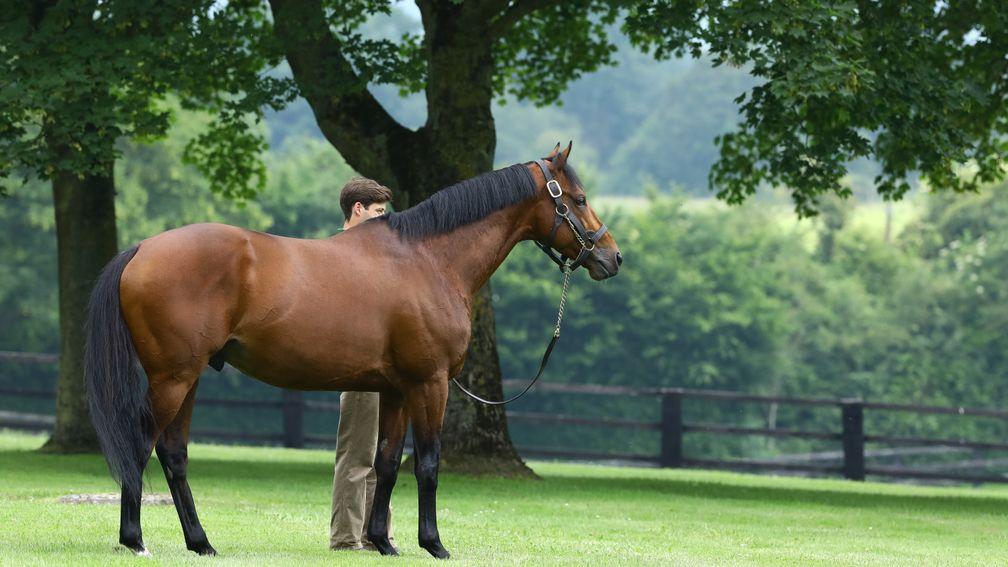 A share in Zarak topped Arqana's Online Sale on Tuesday