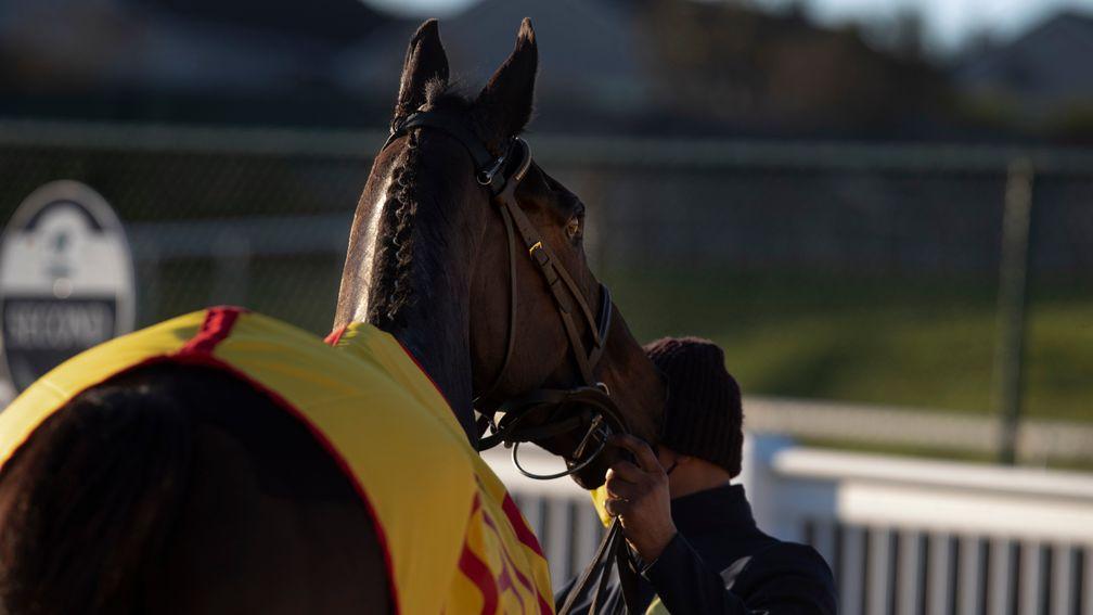 Al Boum Photo: back with a win at Tramore