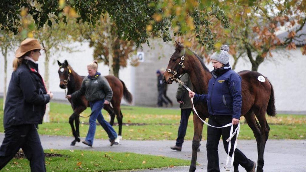 Other first-crop sires represented at Fairyhouse include Buratino, Coulsty and Mehmas