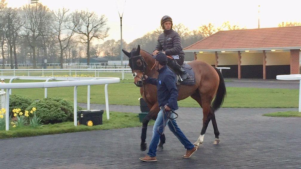 Desert Encounter heads out to gallop before racing at Chelmsford on Thursday