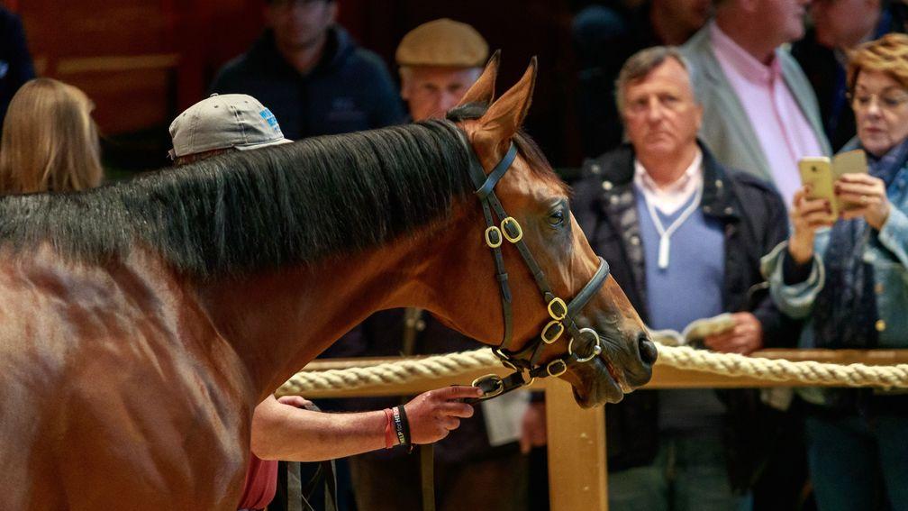 The American Pharoah colt takes in his surroundings in the Arqana ring