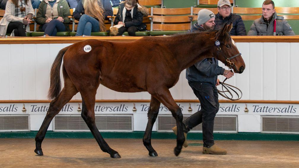 Lot 1,250: the Masar colt from Overbury Stud sells for 110,000gns