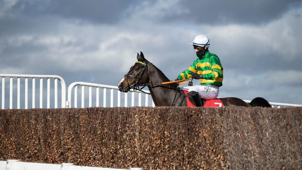 Belargus (Niall Houlihan) peer over the first fence before winning the 2m handicap chaseSandown 18.2.21 Pic: Edward Whitaker/Racing Post