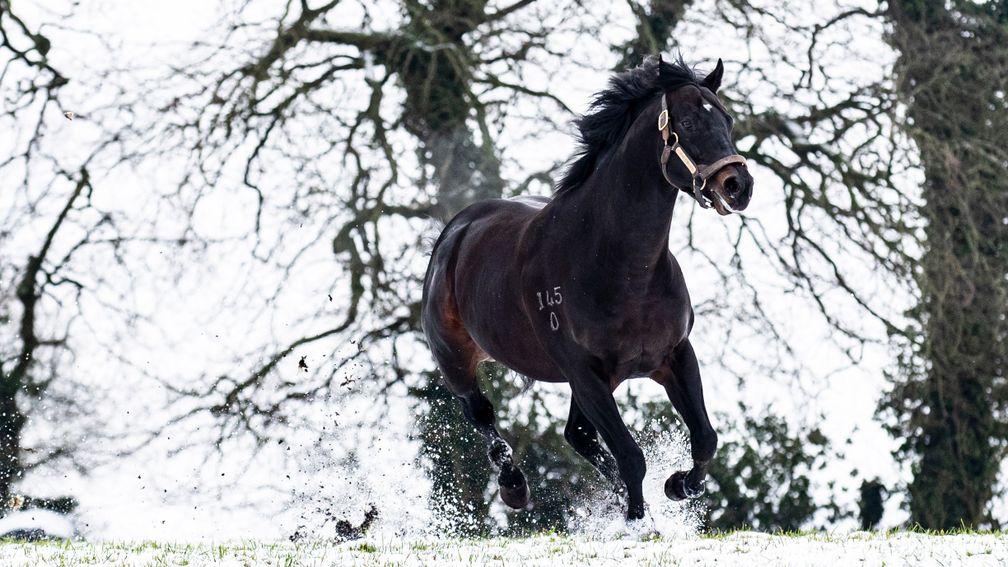Starfield Stud’s Kuroshio, who is used to a warmer southern hemisphere climate, enjoys a stretch in the snow on a fresh morning in the midlands of Ireland