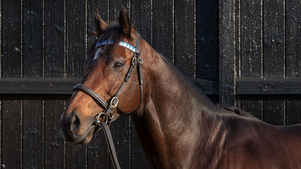 Palace Pier: world champion miler and Dalham Hall Stud resident has his first mares in foal