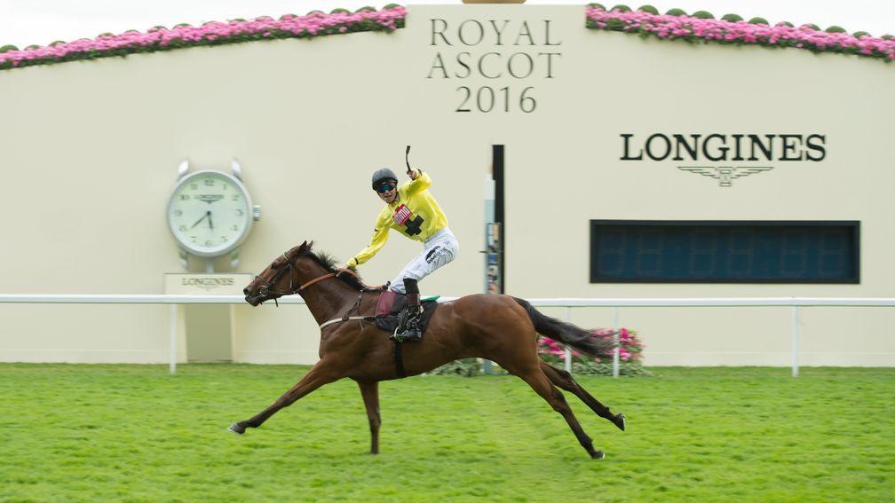 Gold Mount: a Royal Ascot winner when named Primitivo in 2016
