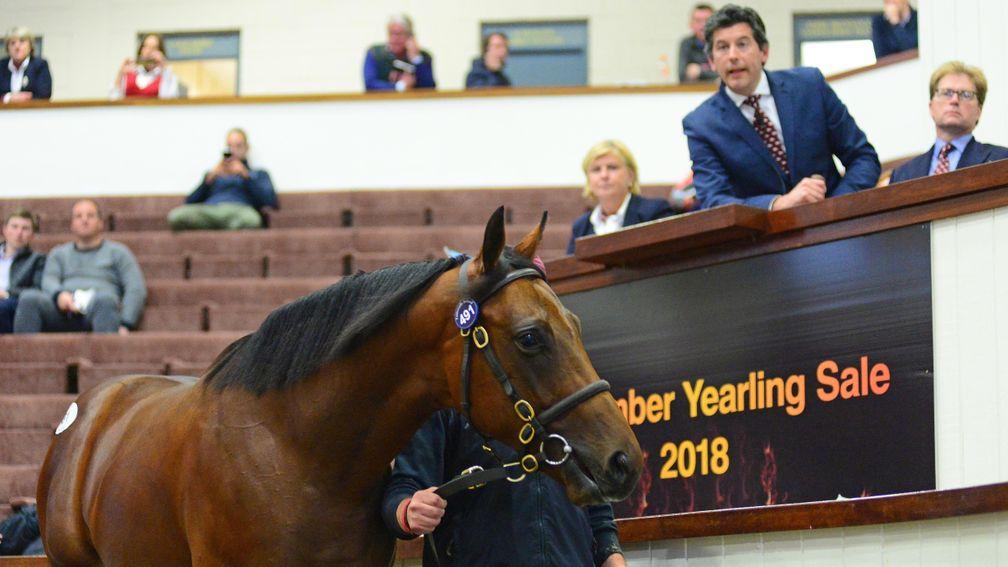 Lot 491: the Kodiac brother to Adaay who fetched €275,000 from Shadwell