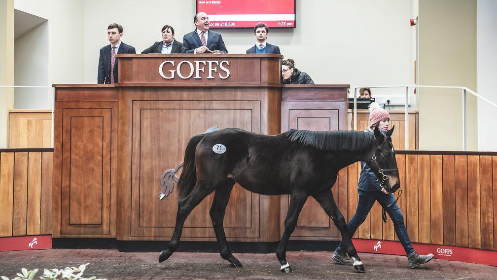 Lot 71: the £55,000 Blue Bresil colt in the Doncaster ring