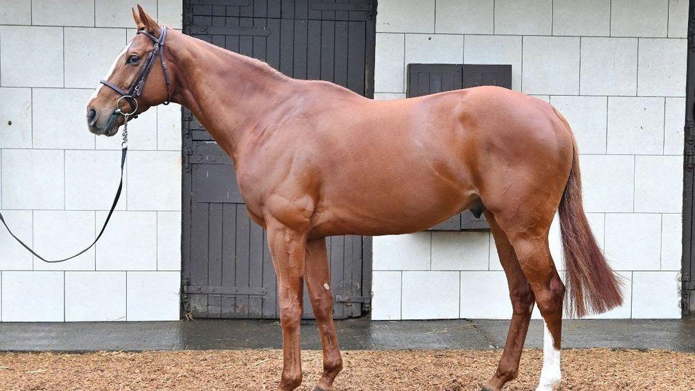 Mac Swiney: chance to own the future stallion arrives later in the month