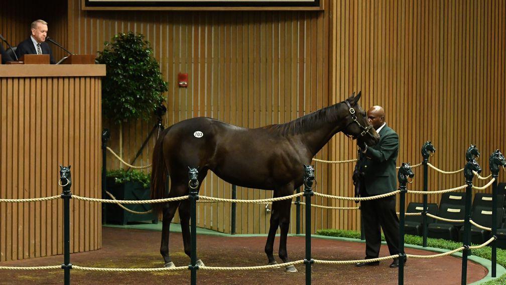 Hip 703: the Uncle Mo filly bought by Godolphin for $1.1 million