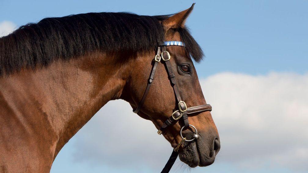 Three mares in foal to leading sire Dubawi are catalogued