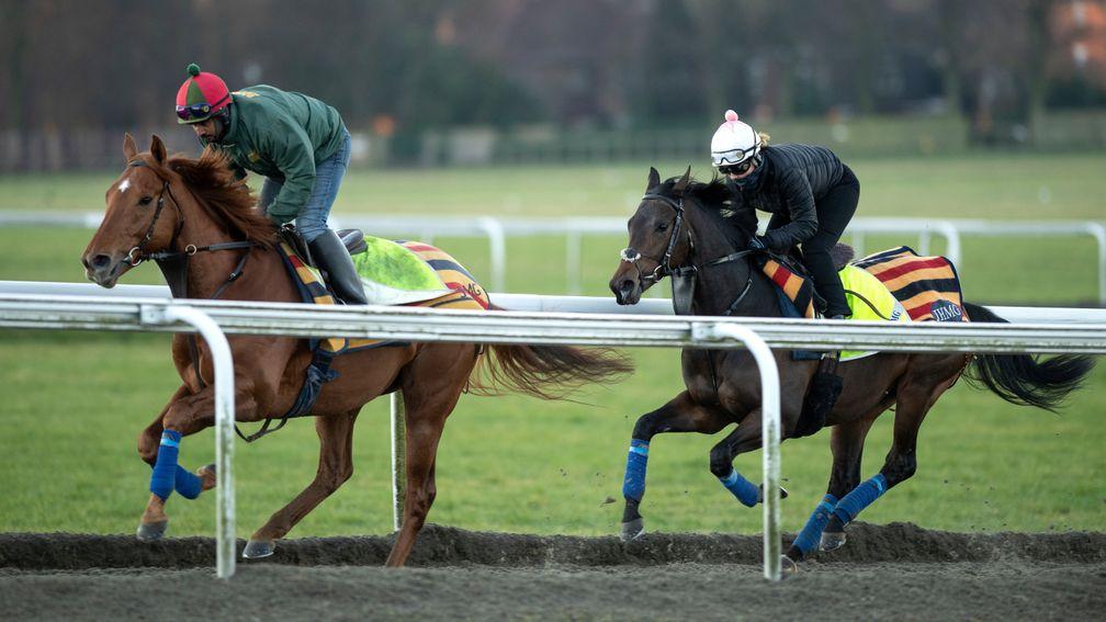 Too Darn Hot stretches his legs behind his lead horse Whitlock on the Newmarket gallops last month