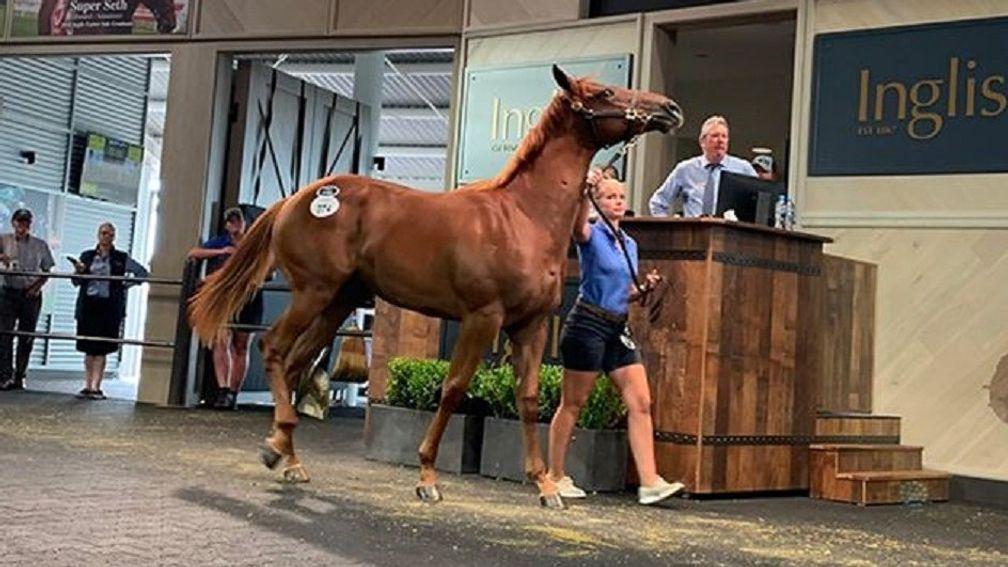 The Capitalist colt who topped Monday's session at the Inglis Classic Yearling Sale