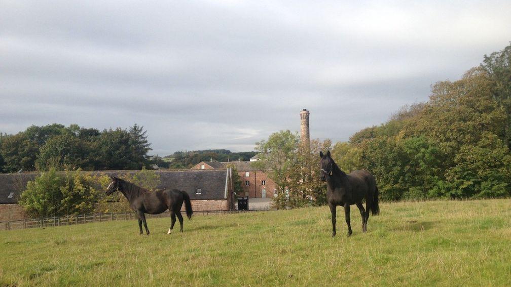 Distillery Stud's land has been in the hands of the Robinson family for almost a century