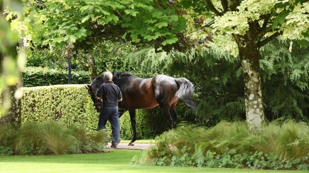 Yeats: Coolmore's reigning champion National Hunt sire is triple handed
