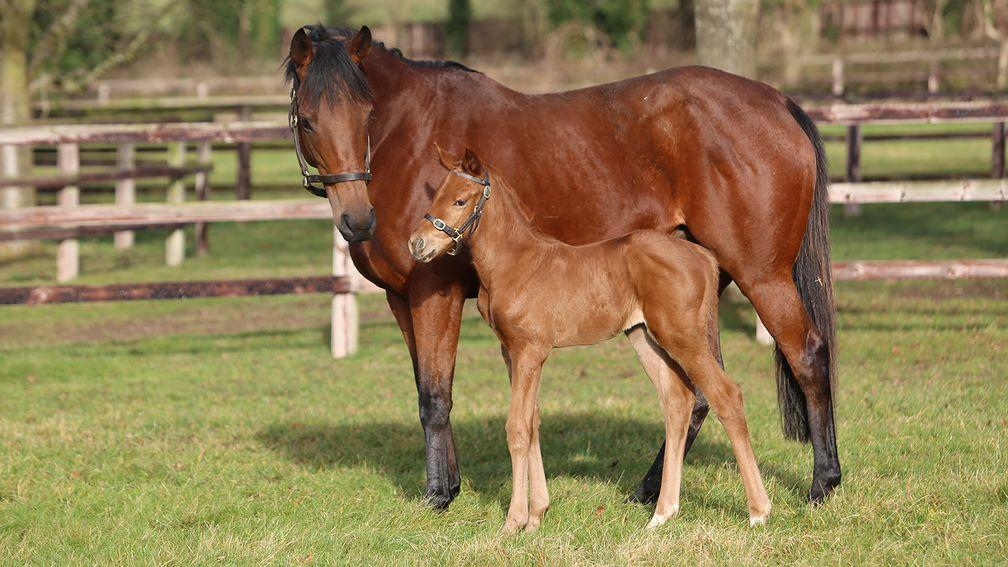 Juddmonte's Sea The Stars filly out of Group 3 winner Agave 