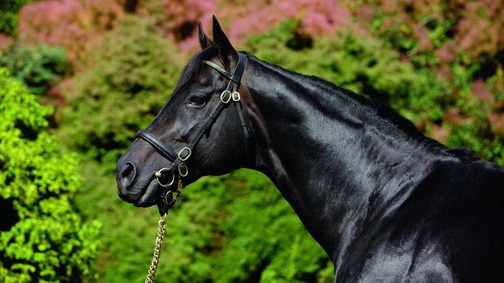 Cape Cross: the late Kildangan Stud stalwart is an important influence