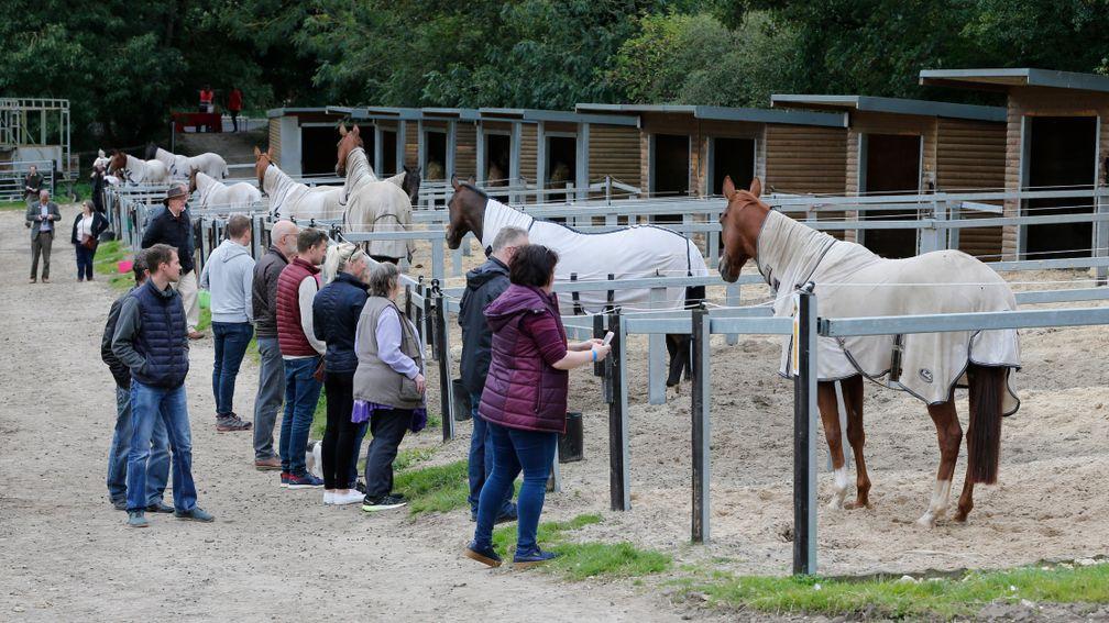The horses prove popular at an open day at Brian Ellison's yard