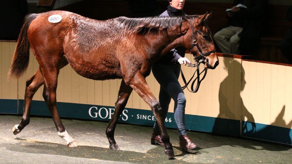 Lot 600: the sale-topping Kingman filly bought by Outsider Bloodstock for €350,000