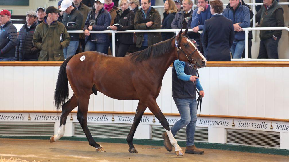 This son of Frankel, who cost 3.1 million guineas, was one of the three top lots bought by Godolphin
