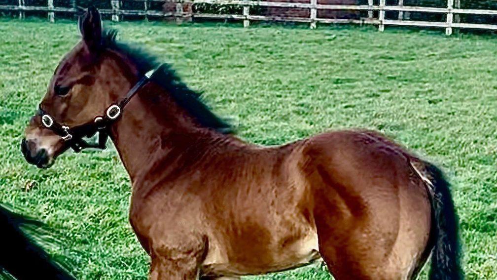 Bearstone Stud's Frankel colt out of three-time Group 1 winner Glass Slippers