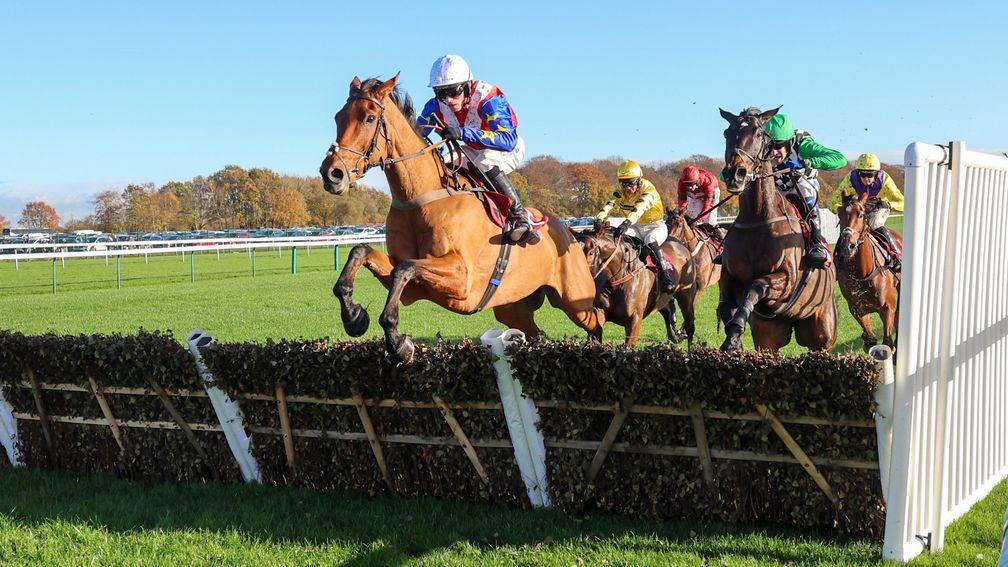 Tahmuras: a leading contender for Saturday's Tolworth at Sandown