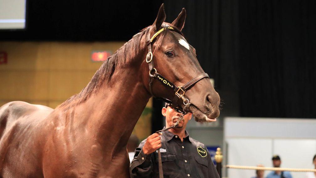 Valley Ofthe Kings ended up the top lot in Cape Town after being purchased by the Hong Kong Jockey Club