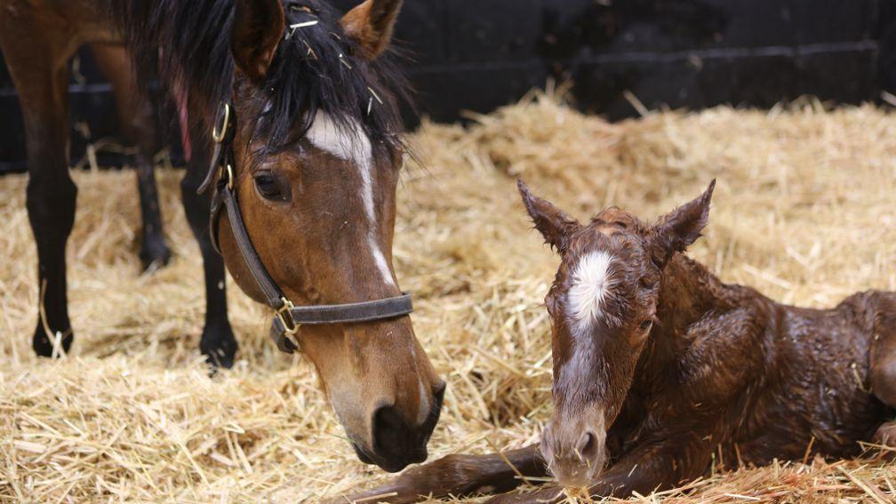 Enable with her second foal, a filly by Dubawi