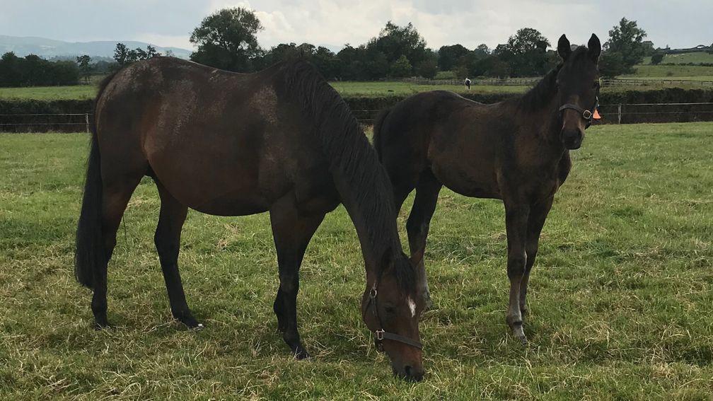 Siobhan O'Rahilly's pride and joy Gems and her inquisitive No Nay Never colt