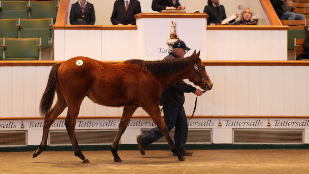 Shadwell's Night Of Thunder weanling colt sells to Ballyhimikin Stud for 175,000gns at the Tattersalls February Sale