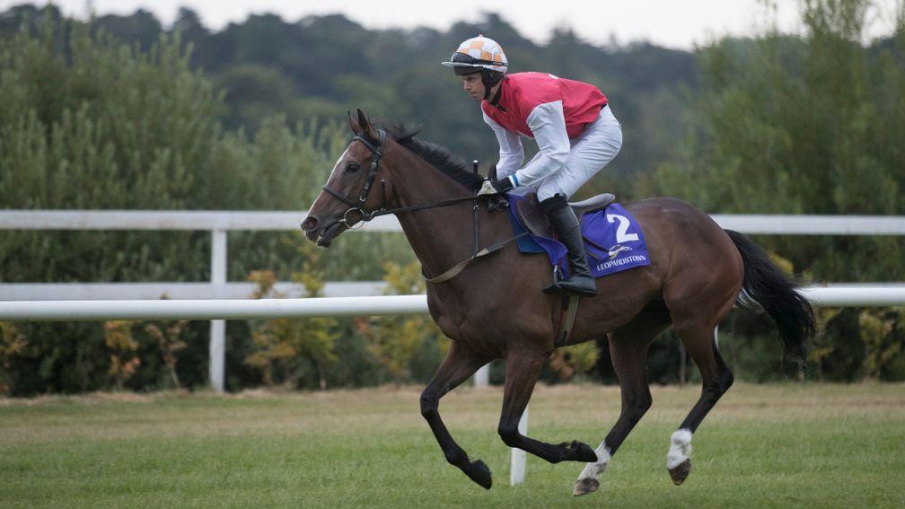Davids Charm: ran well in the Galway Hurdle before winning on the Flat at Killarney last month
