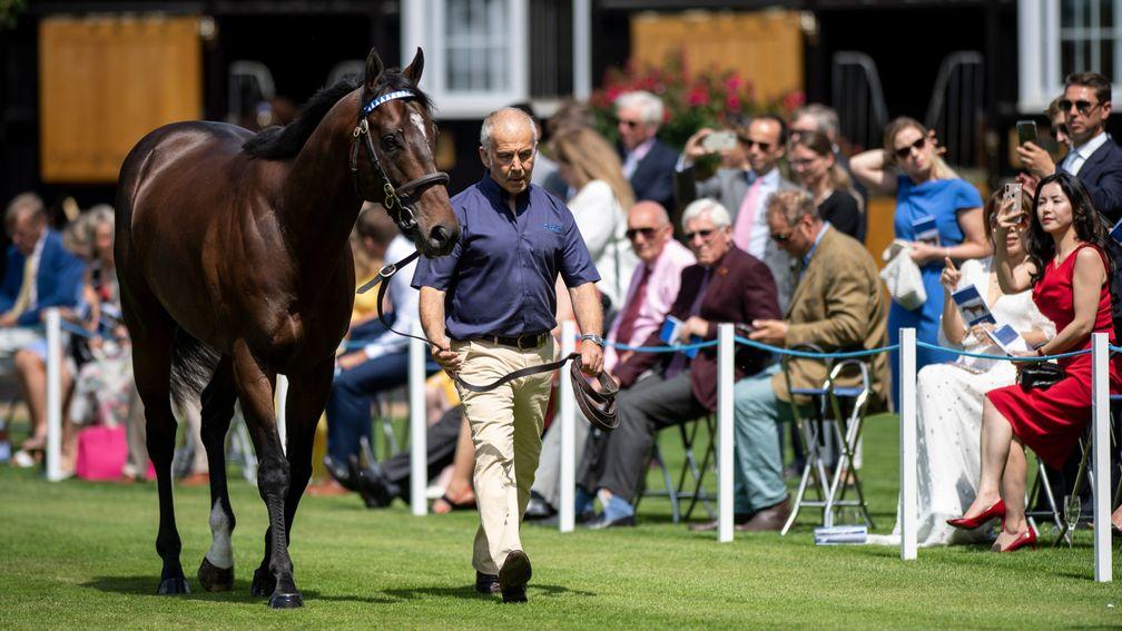 Blue Point in the Darley stallion parade at Dalham Hall Stud in Newmarket last July