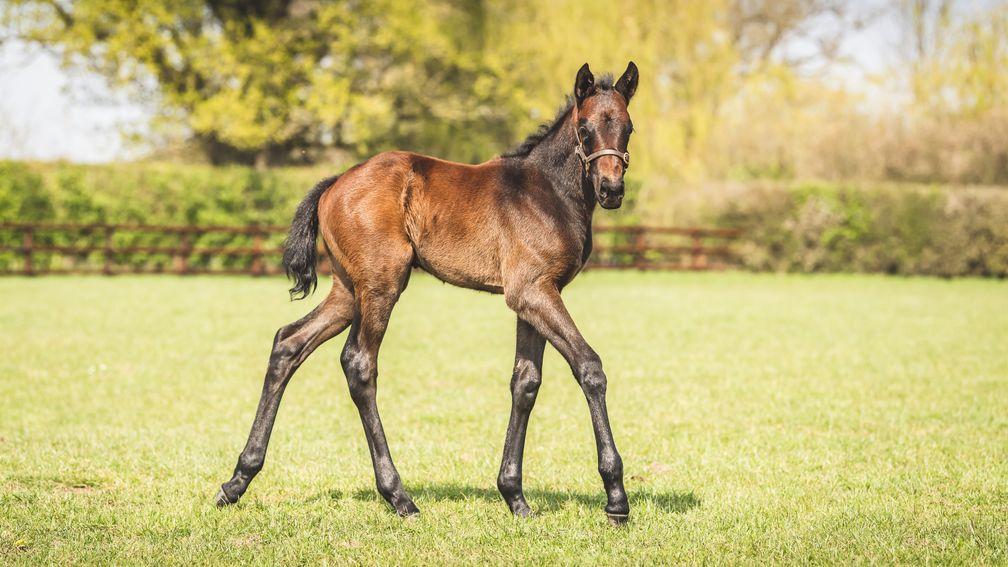 The Roaring Lion colt out of Assembly, photographed at three weeks old, strikes a pose at Tweenhills