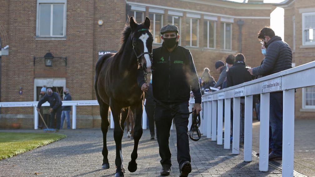 A foal is led around the Park Paddocks parade ring ahead of day one of the Tattersalls December Foal Sale