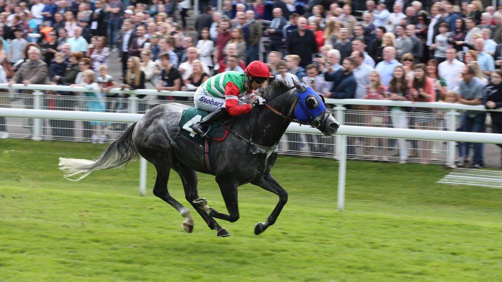 Dark Emerald: gelding won eight of his 50 appearances